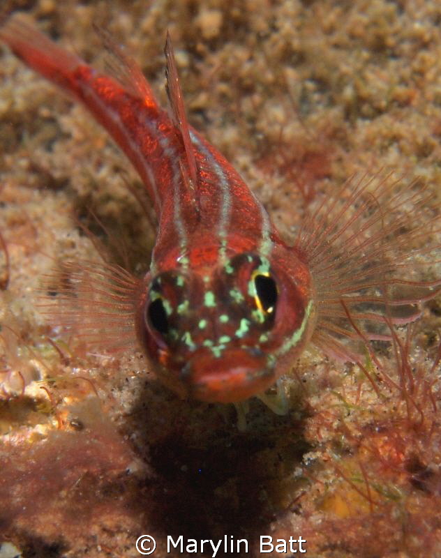 Hello from a Goby by Marylin Batt 