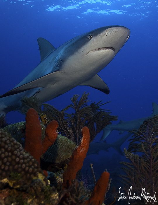 One Reef Shark that tried to cooperate with my shooting o... by Steven Anderson 
