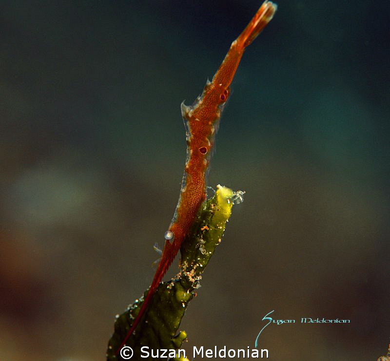 Le sole Arrow Shrimp. by Suzan Meldonian 