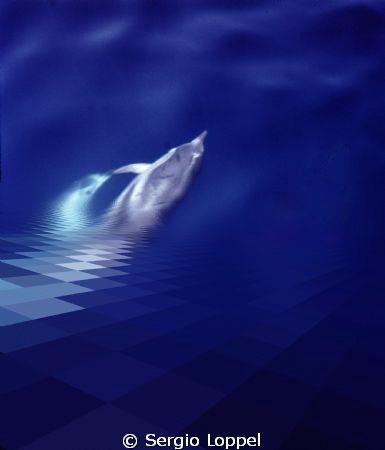 Dolphyn / giochi di delfini nella culla dei cetacei by Sergio Loppel 