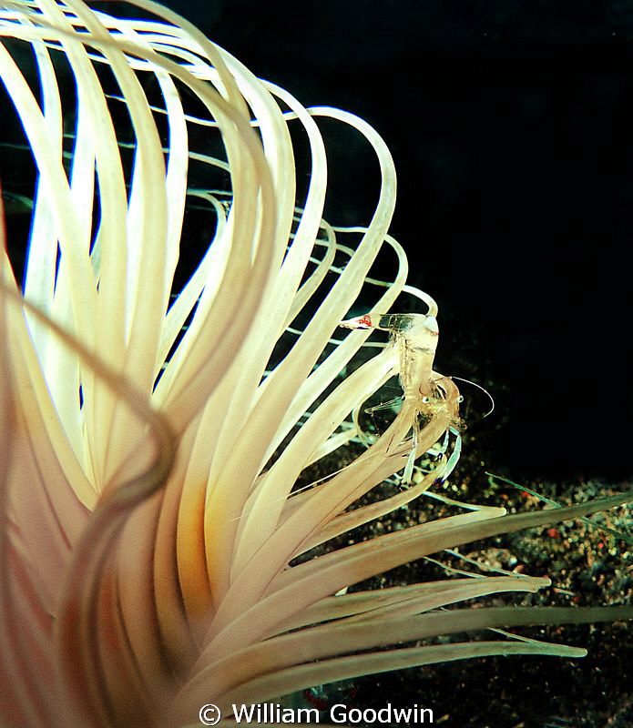 Tube anemone with shrimp - Lembeh. by William Goodwin 