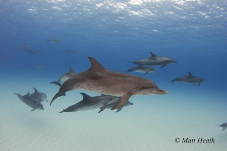 A pod of spotted dolphins with one bottlenosed mixed in by Matt Heath 
