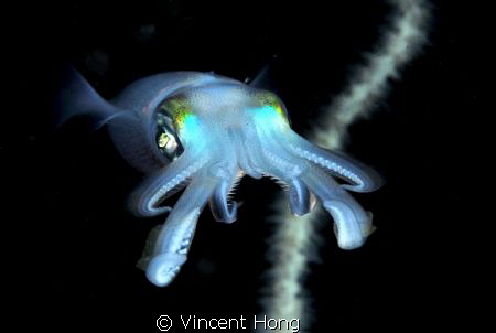 Frontal shot -night squid by Vincent Hong 