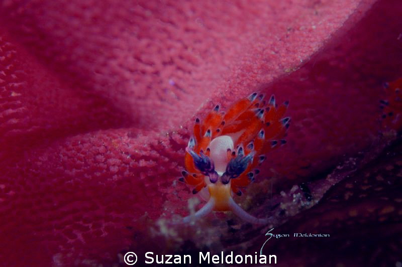 Dragon in the sea of egg, Pteraeolidia ianthina by Suzan Meldonian 