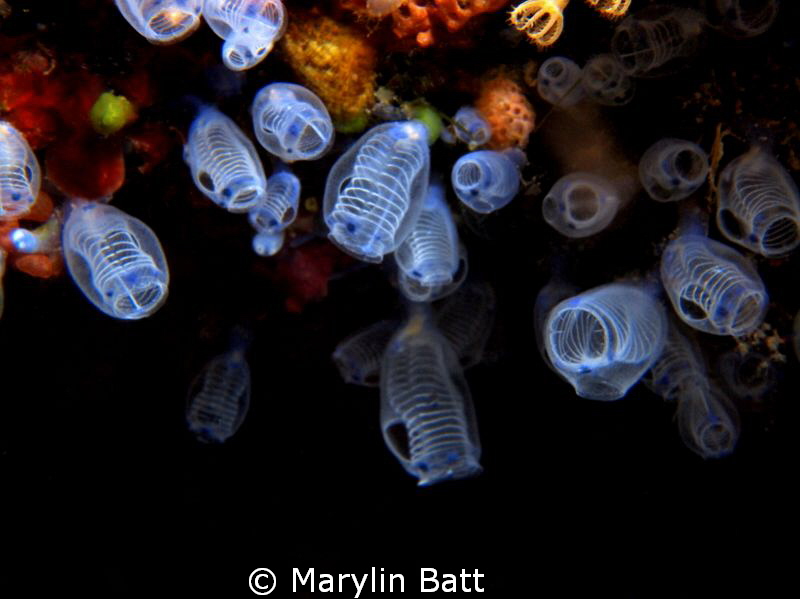 Tunicates light up a cave like Christmas tree lights. by Marylin Batt 