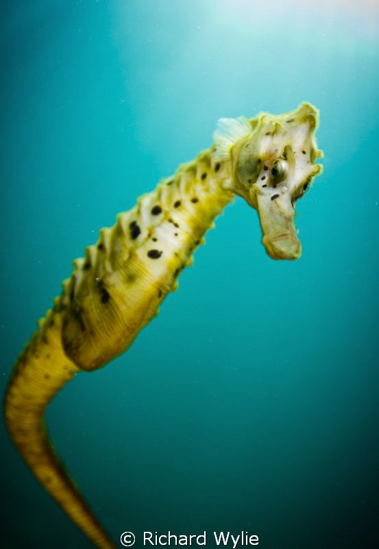 "Curiosity" - Pot Bellied seahorse curious about what I'm... by Richard Wylie 