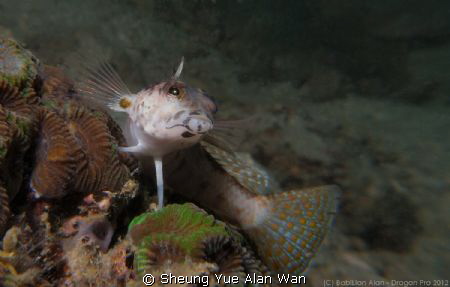 sandperch, size 5cm, depth: 6m, at Port Island divesite by Sheung Yue Alan Wan 