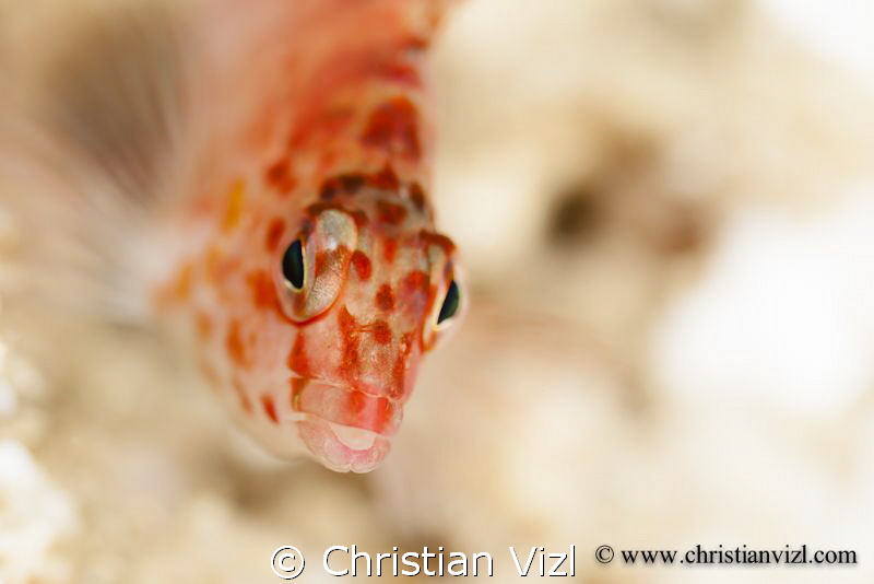 Close up of the eyes of a fish swimming over corals. by Christian Vizl 