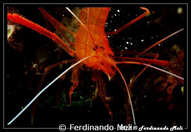 Shrimp (Stenopus spinosus) by Ferdinando Meli 
