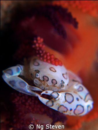 Harlequin Crab coming up for a closer look. by Ng Steven 