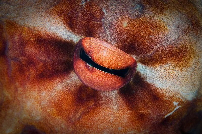 Octopus eye by Paul Colley 
