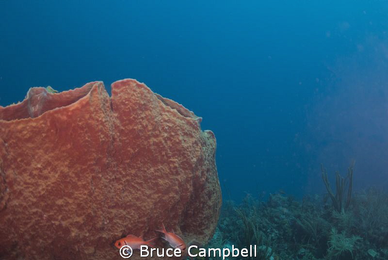 black bar soldier fish and barrel sponge by Bruce Campbell 