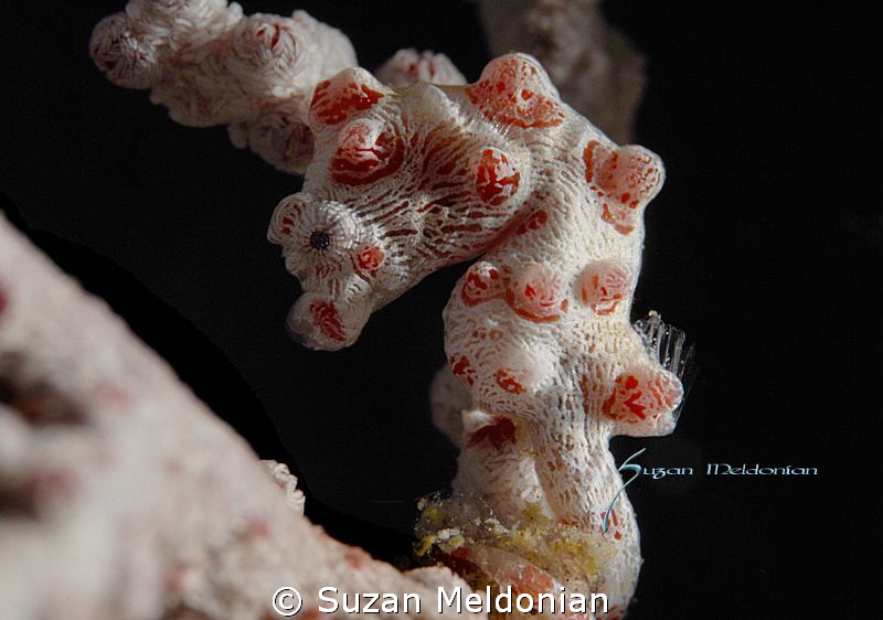 Pygmy Seahorse by Suzan Meldonian 