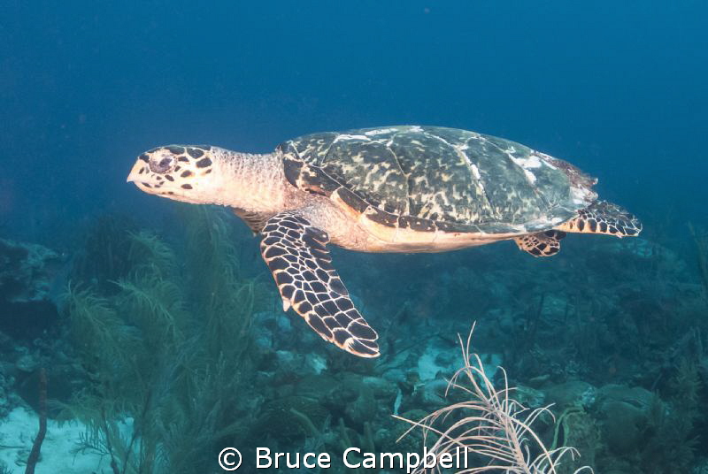 Turtle swimming over shark reef by Bruce Campbell 