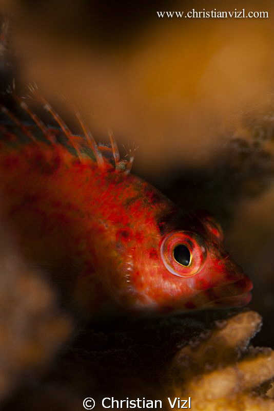 Close up of fish hiding in corals, Ixtapa Mexico. by Christian Vizl 