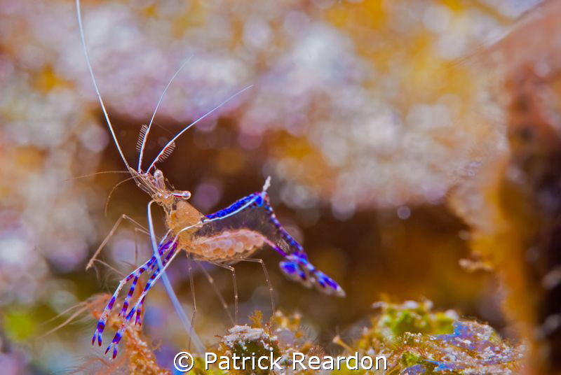 SubSea 5X macro of shrimp with eggs. by Patrick Reardon 