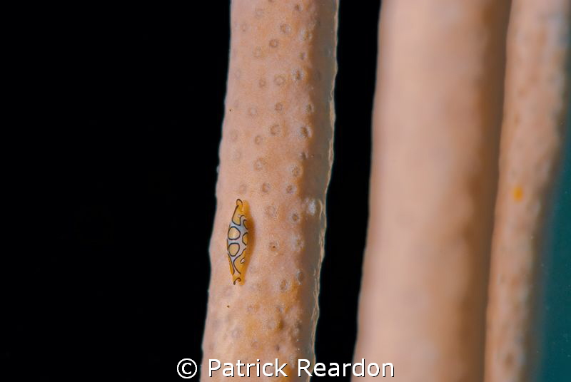 Nikon 105mm and SubSea 5X of a 2 to 3mm juvenile flamingo... by Patrick Reardon 
