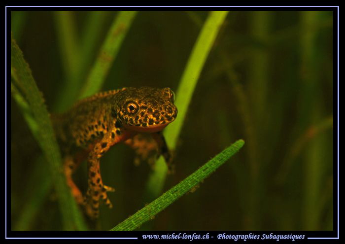 Face to face with this beautiful little Alpine newt....  ... by Michel Lonfat 