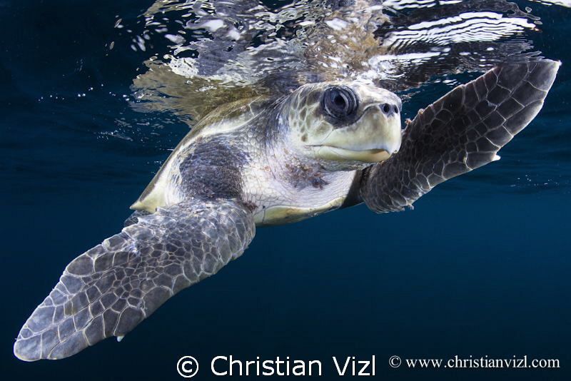 Close up of a Loggerhead turtle found 5 miles off the coa... by Christian Vizl 