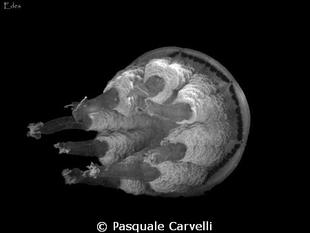 Rhizostoma pulmo by Pasquale Carvelli 