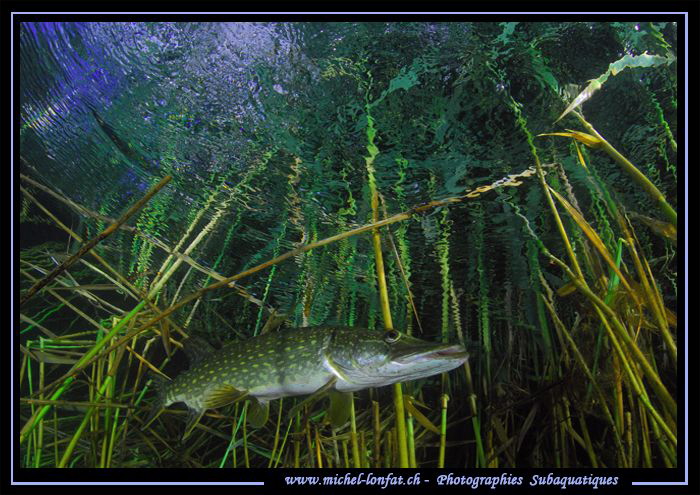 Adult Pike fish close to the surface.... by Michel Lonfat 