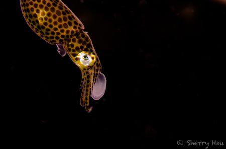Pygmy Squid@Lembeh Strait by Sherry Hsu 