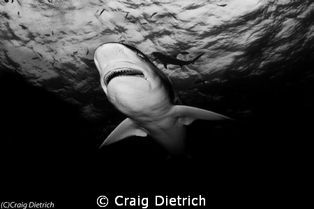 Beauty & Not a Beast/ Tiger Shark saying hello. by Craig Dietrich 