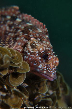 marbled rockfish, scorpion fish, size: 2cm-3cm in length,... by Sheung Yue Alan Wan 