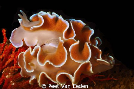 A frilly love affair. Two frilled nudibranchs involved in... by Peet Van Eeden 
