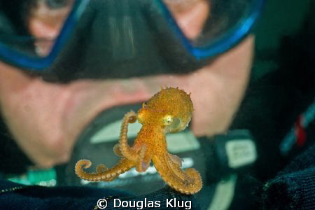 Tiny Dancer. A diver meets a pygmy octopus at Anacapa Isl... by Douglas Klug 