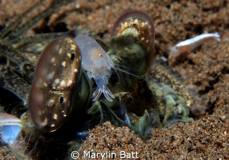 Mantis Shrimp with friend by Marylin Batt 