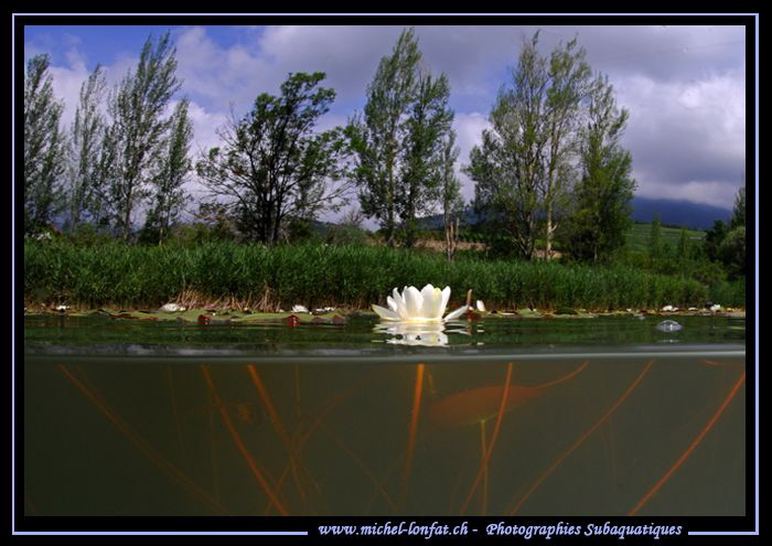 Water Lillies... :O)... by Michel Lonfat 