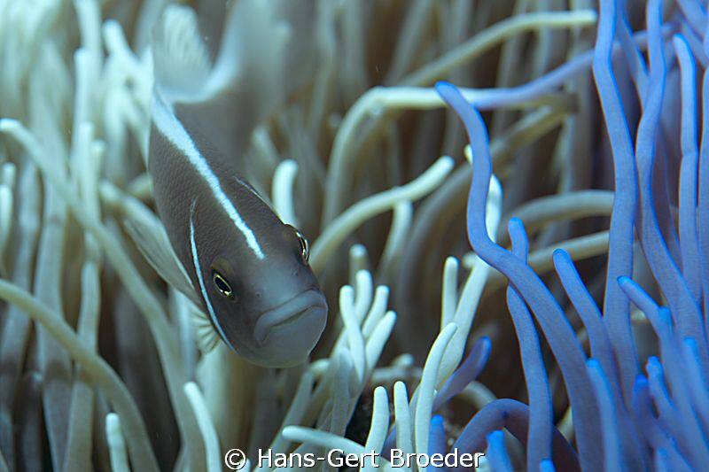 Anemonefish
Turquoise amongst coral Bunaken,
 www.bunak... by Hans-Gert Broeder 