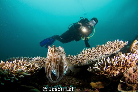 The charming and curious cuttlefish came to investigate o... by Jason Lai 