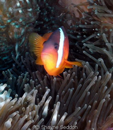 Black Anemone fish taken with a Sealife DC1200 with Fishe... by Shayne Seddon 