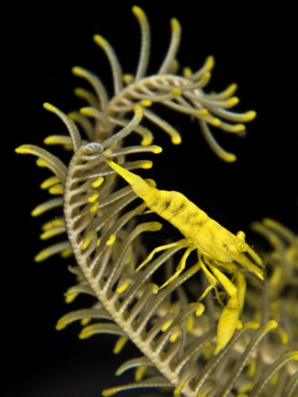 One more Periclemenes sp. on crinoid (part 2) by Alex Varani 