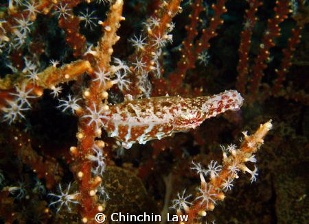 dwarf cuttlefish@lembeh straits by Chinchin Law 