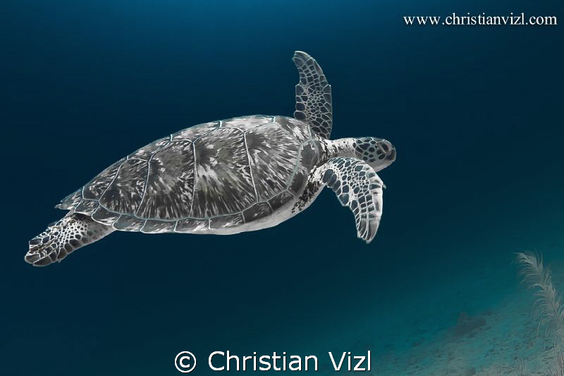 Green Turtle found in Akumal, Quintana Roo, Mexico. by Christian Vizl 