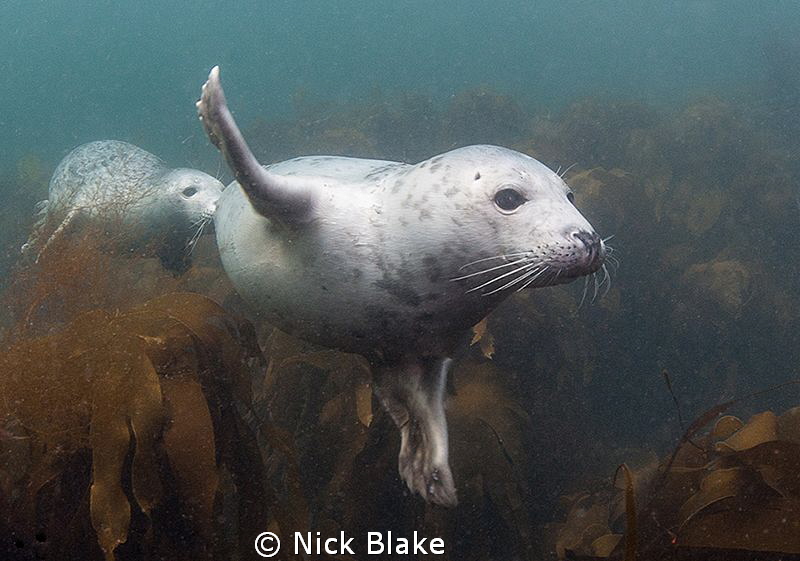 Playful grey seals in the Farne Islands. by Nick Blake 