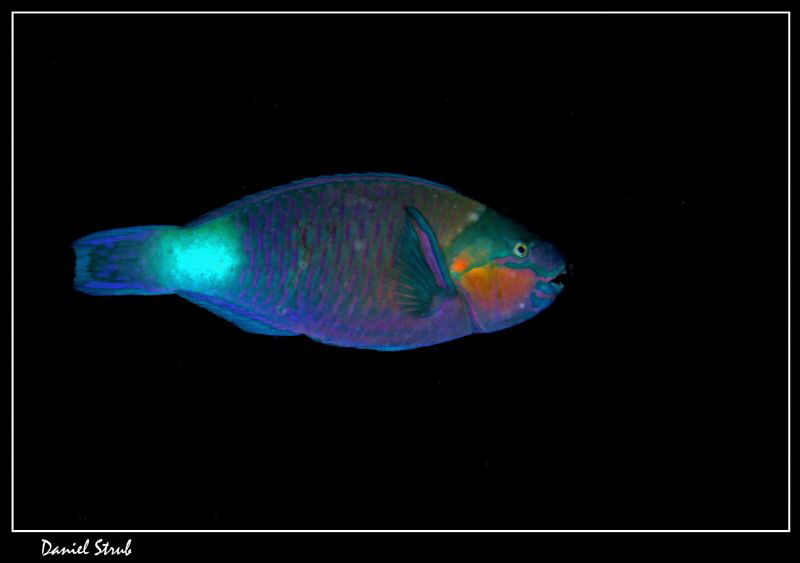 Parrot fish :-D by Daniel Strub 