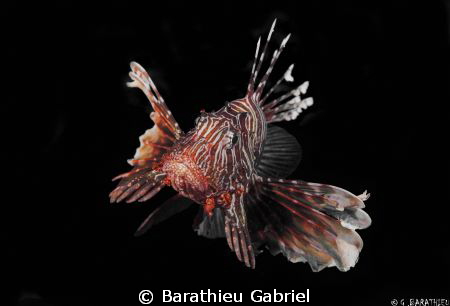 A lion fish by Barathieu Gabriel 
