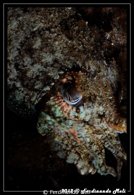 Cuttlefish's camouflage. by Ferdinando Meli 
