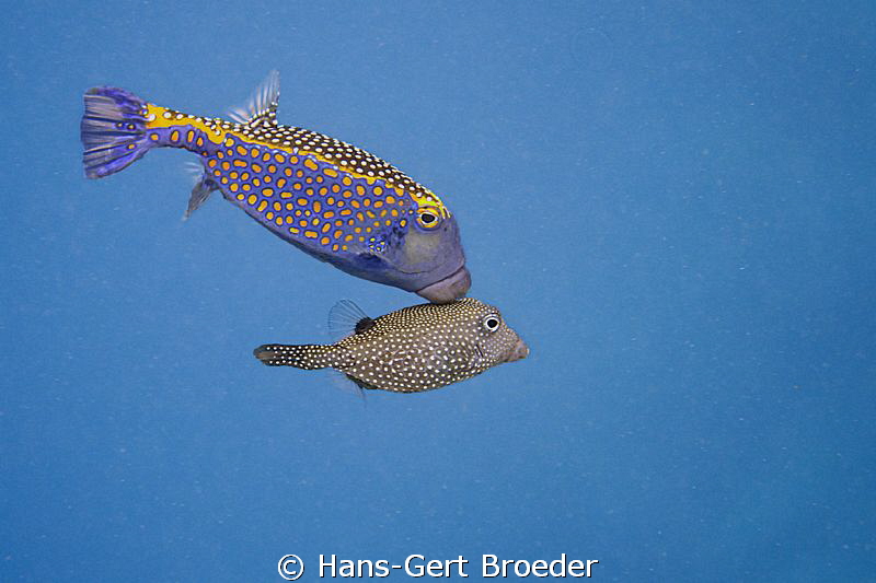 Boxfish
It's love !!
www.bunakenhans.com
 Bunaken, Sul... by Hans-Gert Broeder 