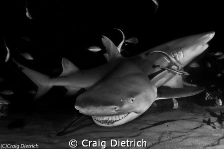 Big Smile/ Big Lemon Shark saying hello to me in the Baha... by Craig Dietrich 
