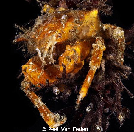 spider crab by Peet Van Eeden 