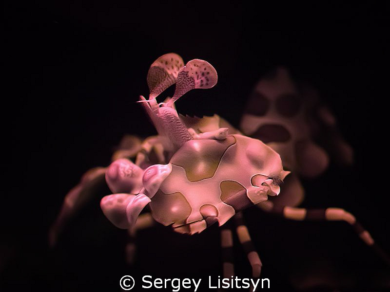 Harlequin Shrimp. by Sergey Lisitsyn 