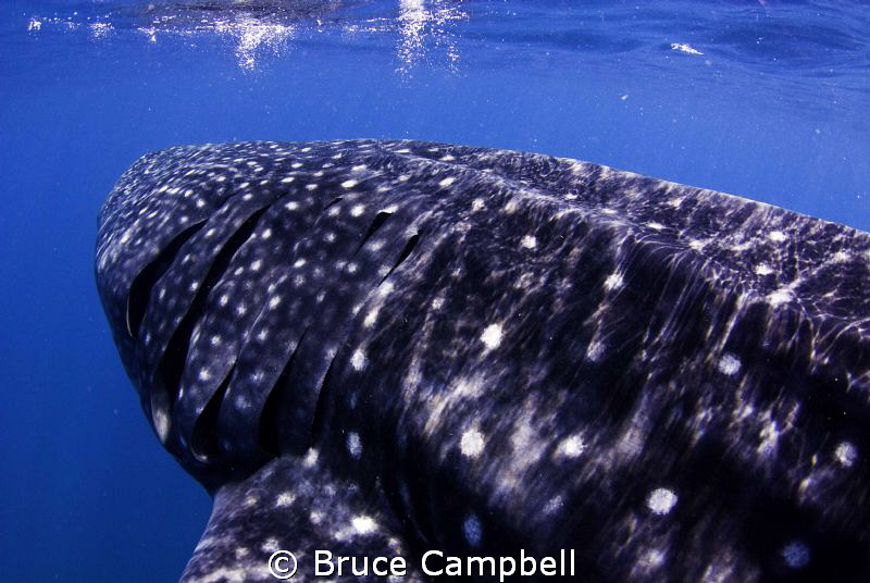 Drafting a whale shark by Bruce Campbell 