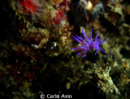 Flabellina affinis by Carlo Avio 