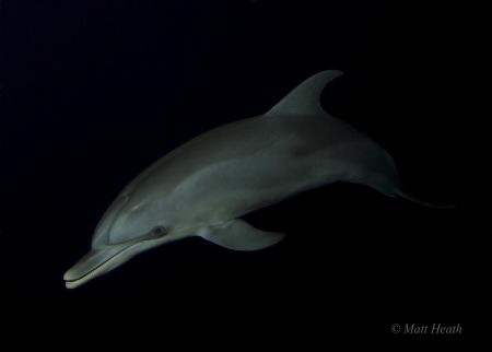 Young Atlantic Spotted Dolphin at Night by Matt Heath 