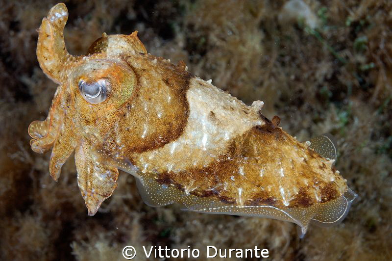 A little cuttlefish in a night dive. by Vittorio Durante 
